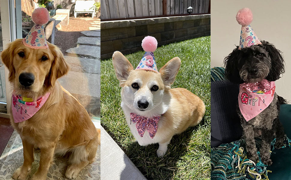 Dog Birthday Bandana Set 🐕
